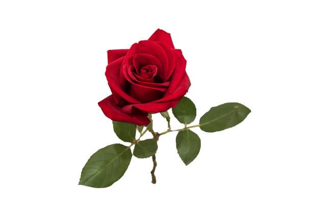 istock red rose flower wedding flower 1172724851