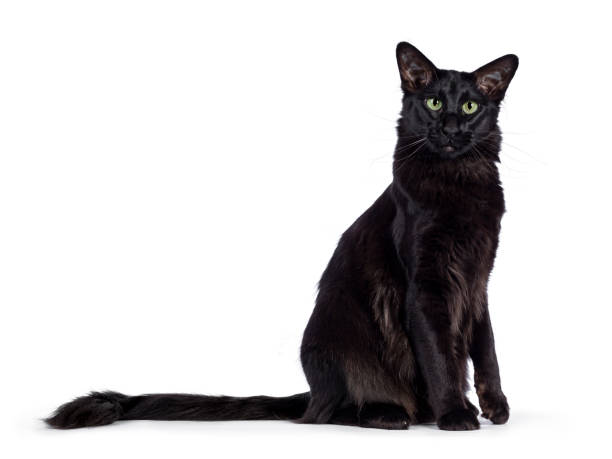 istock Black Balinese cat on white 1172724886