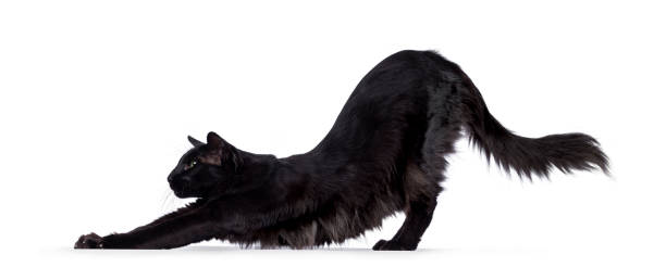 Black Balinese cat on white