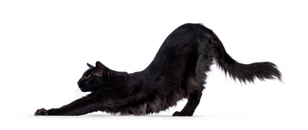 czarny balijski kot na białym - eye level view zdjęcia i obrazy z banku zdjęć