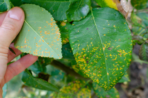 istock Rust fungus, caused by Phragmidium fungus affectes rose leaves. Close up. 1172725154