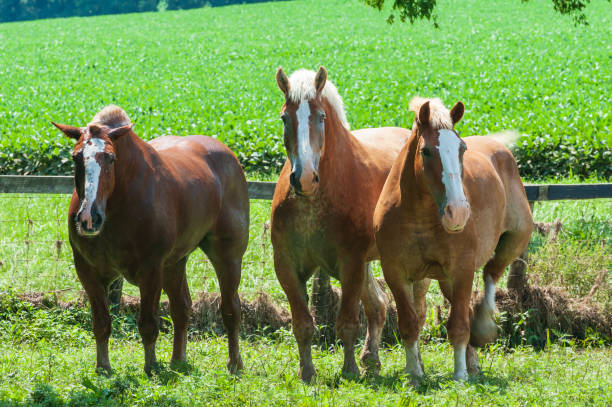 caballos de pura raza - belgian horse fotografías e imágenes de stock