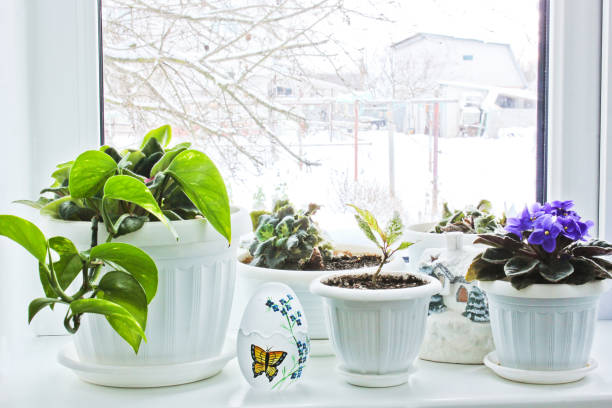 istock Flowers on the window. Violets 1172726859