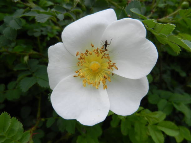 istock Insect crawling in Flower 1172727023