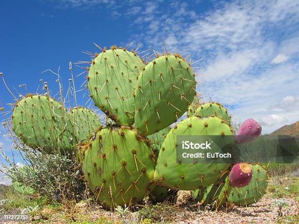 Arizonian Kaktusy Opuncje - zdjęcia stockowe i więcej obrazów Opuncja - Opuncja, Czerwony, Pustynia