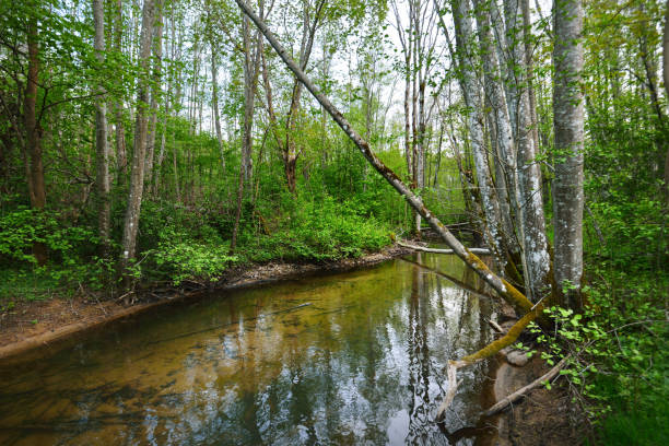 istock Summer landscape. Forest river and green trees close-up. Finland 1172727565