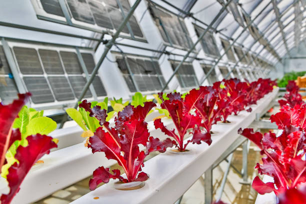 istock Indoor solar greenhouse 1172727805