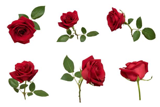 istock Wedding flower Red rose flower 1172727830