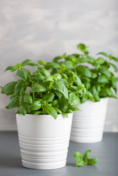 istock fresh basil herb in flowerpot 1172728027
