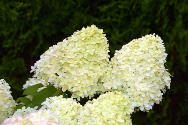 istock close-up of little tree of hydrangea paniculata 1172728992