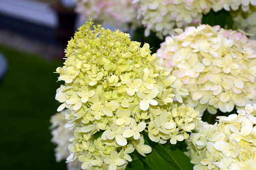 panicled hydrangea or hydrangea paniculata limelight with big creamy white and pink and green flowers in summer