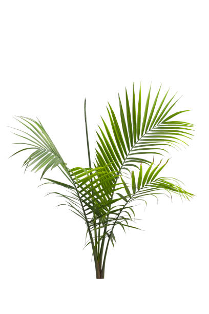 Majestic Palm Tree Isolated on White with Clipping Path