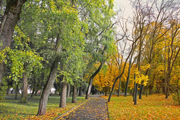 istock Autumn. Yellow trees. Nature 1172731153