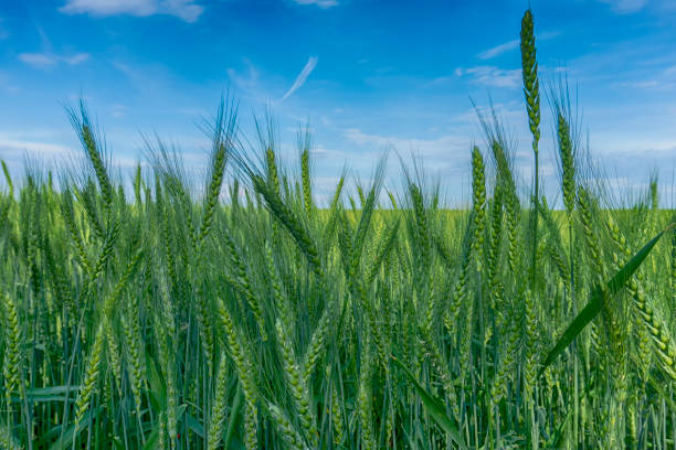 istock Ripening wheat in a farm field under a blue sky 1172731215