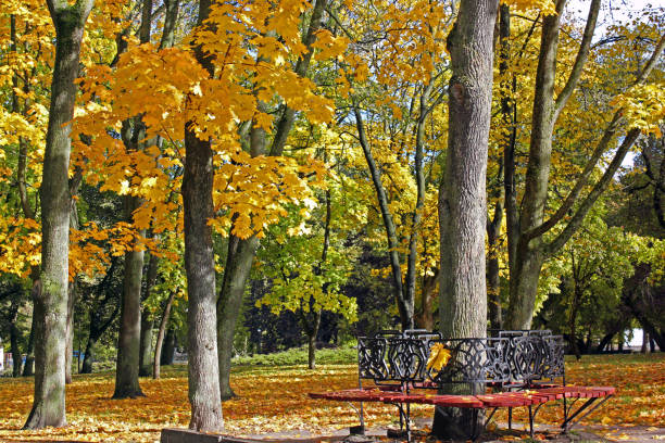 istock Autumn. Yellow trees. Nature 1172731526