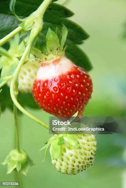 딸기 숙화 0명에 대한 스톡 사진 및 기타 이미지 - 0명, 건강한 식생활, 과일