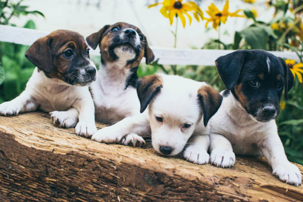 istock Jack Russell a lot of them 1172732929