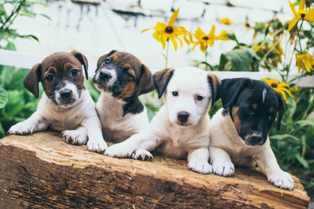 istock Jack Russell a lot of them 1172733168