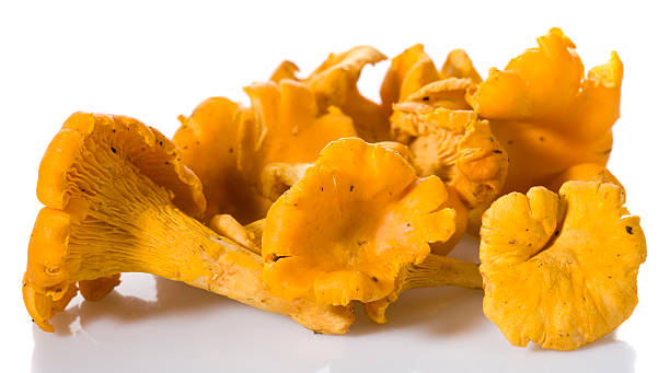 Funnel chanterelle Handpicked Cantharellus tubaeformis on white background. Symbol of autumn in Sweden. In aRGB color for beautiful prints. cantharellus tubaeformis stock pictures, royalty-free photos & images