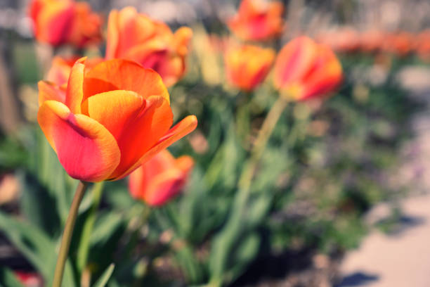 Colourful orange red tulip flowers in the garden outdoor spring time
