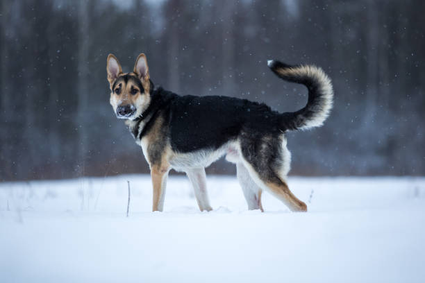 istock purebred german shepherd at walk in winter 1172735639