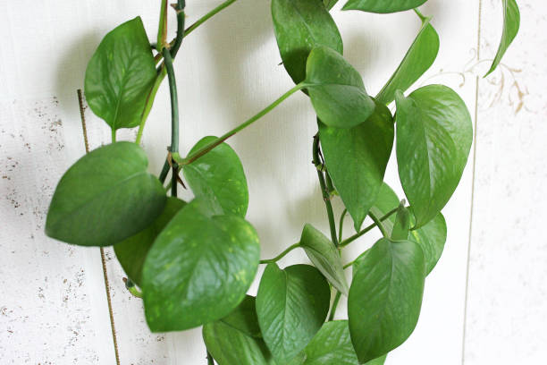 istock Green plant in the room 1172735711