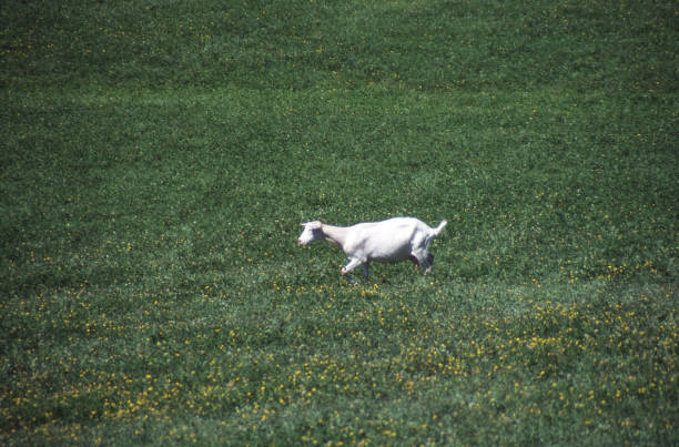 Photo taken in a meadow in the drome of the hills, drome of the north