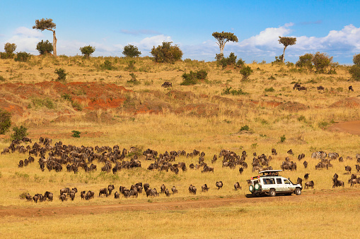 elephants graze on a pasture in Amboseli National Park