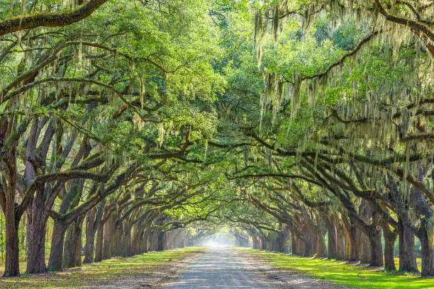 саванна, джорджия, сша дерево выстроились путь - spanish moss стоковые фото и изображения