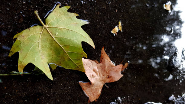 istock Wet maple leaves in puddle on ground with blurry dark reflection in water surface. Brown and green leaves fallen into water after rain of fall season. Autumn background. Rainy weather backdrop 1172737506