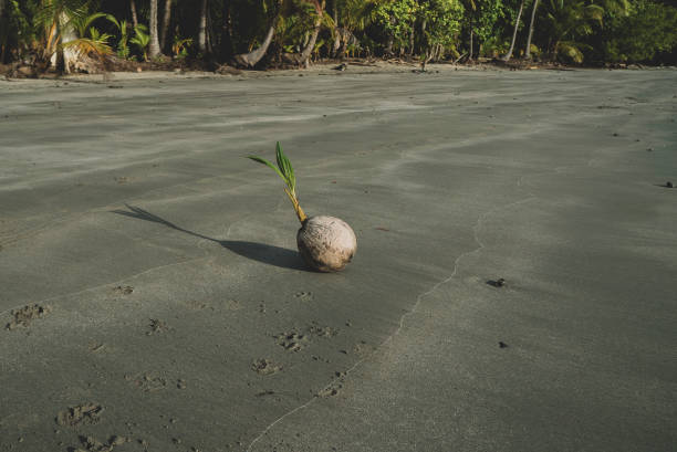 Coconut palm trees germinating at the beach