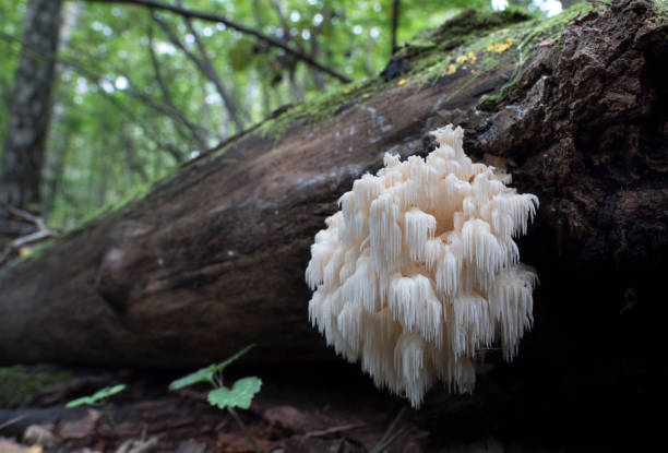 istock Rare mushrooms growing on a mossy tree. 1172738906