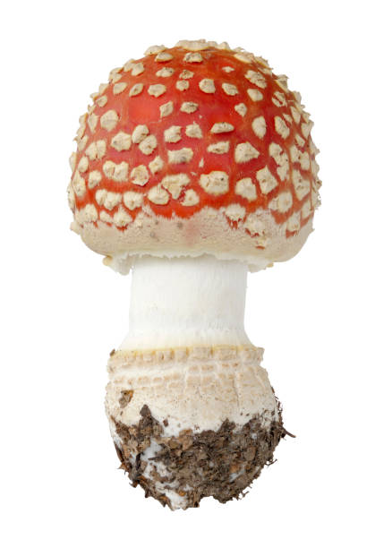 istock Red fly agaric mushroom isolated on white background. 1172738921