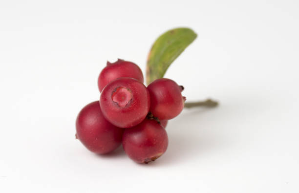 istock Red ripe lingonberry with leaves on white. 1172738923