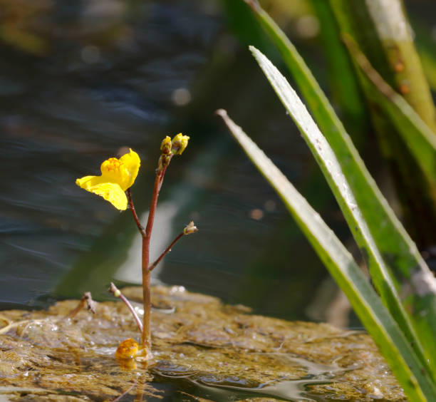 Greater Bladderwort (Utricularia vulgaris) Floating and submerged aquatic perennial with slender stems all of one kind. Leaves oval in outline, pinnately divided into narrow, toothed segments, each tooth tipped by a bristle or several bristles; bladders 3mm. Flowers deep yellow, 12-18mm, 4-10 in the raceme, the lower lip of the corolla bent down; spur conical, pointed; fruiting freely. Capsules borne in strongly recurved stalks.
Habitat: Grows in up to 1m of fresh standing nutrient arm waters.
Flowering Season: July-August.
Distribution: Throughout Europe, except Iceland and Spitsbergen.

This Picture is made in de “Weerribben” (Overijssel), the Netherlands in 2019. utricularia stock pictures, royalty-free photos & images