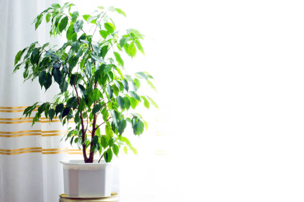 istock The plant in the house 1172742284
