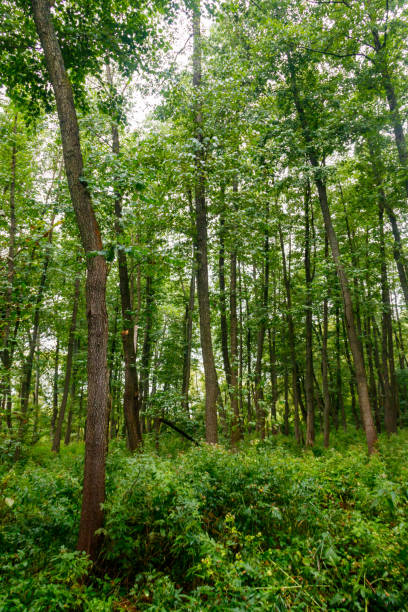 istock View of a green forest at summer 1172742552