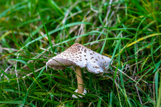 istock mushroom in the grass 1172743223