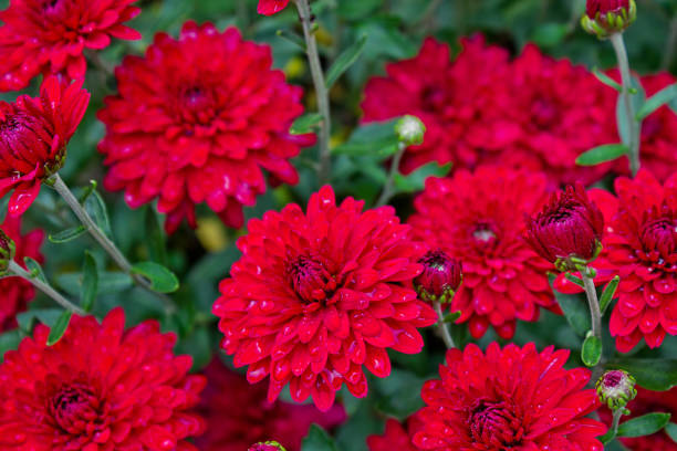 istock Bright red chrysanthemums in the garden. Flowers 1172743341