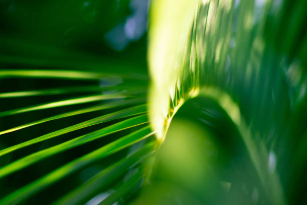 Abstract floral blurred background. Tropical palm leave macro photography. Beautiful backdrop for for webdesign