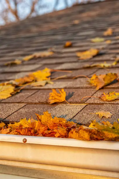 A close-up of a colorful Autumn leaves clogging the rain gutter of a residential shingled roof at sunset