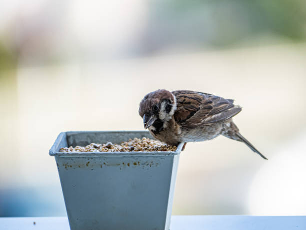 istock passer montanus tree sparrow on a pot of birdseed 6 1172743677