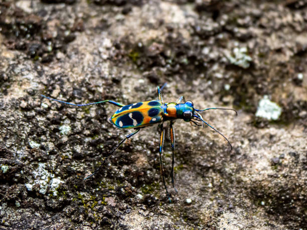 奇辛德拉奇尼西斯賈波尼卡虎甲蟲在石山坡3 - 班蝥 圖片 個照片及圖片檔
