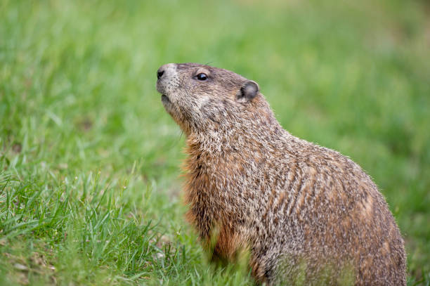 istock A Ground Hog lifts its head up in a curious pose in bright green grass. 1172744408