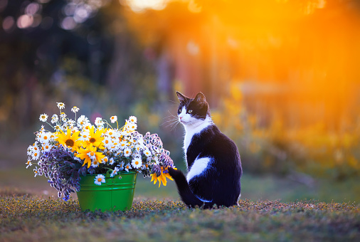 portrait of cute kitten sitting in summer warm garden next to a bouquet of wildflowers in a bucket against the sunset yellow bright light