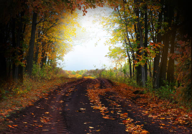 Fantasy background . Magic forest.Beautiful autumn landscape.