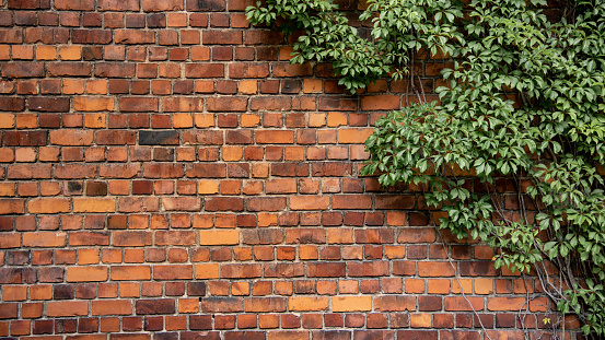 Red brick background with creeping wall plant