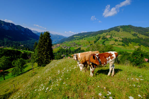 istock Small cows herd grazing at the Alpine meadow 1172749666