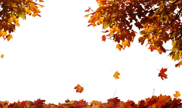 istock Autumn falling maple leaves isolated on white background 1172749719