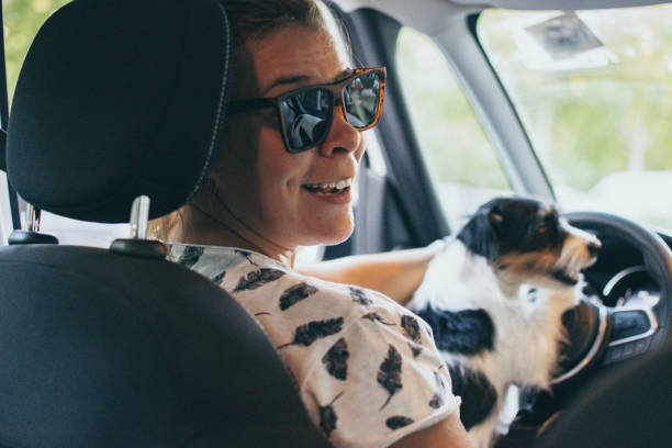 istock Jack Russell driving a car 1172753432